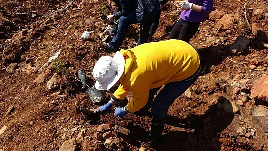 Marmaris'te gönüllüler fidan ve tohum dikimlerine devam ediyor