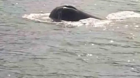 Kaşalot cinsi balina bu kez Rodos açıklarında ortaya çıktı