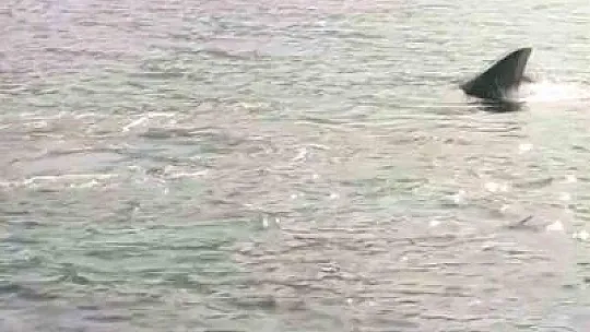 Kaşalot cinsi balina bu kez Rodos açıklarında ortaya çıktı
