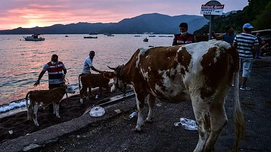 Marmaris'te hayvanlarını canları pahasına korudular