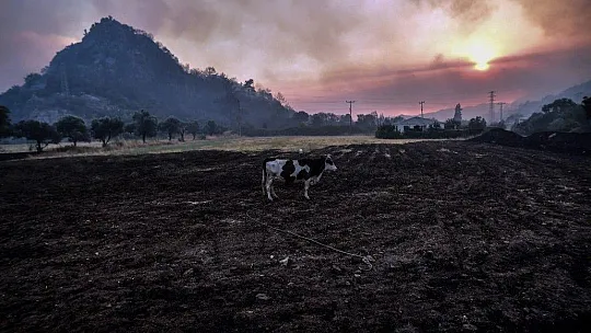 Marmaris'te hayvanlarını canları pahasına korudular