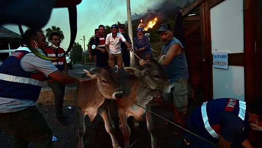 Marmaris'te hayvanlarını canları pahasına korudular
