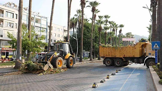 MARMARİS'TE PALMİYELER BAKIMA ALINDI