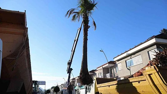 Marmaris'te palmiyeler Ulusal Egemenlik Caddesi'ni süsleyecek