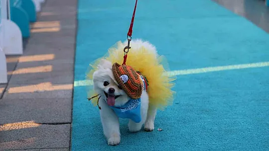 Patili dostlar festivalde buluştu