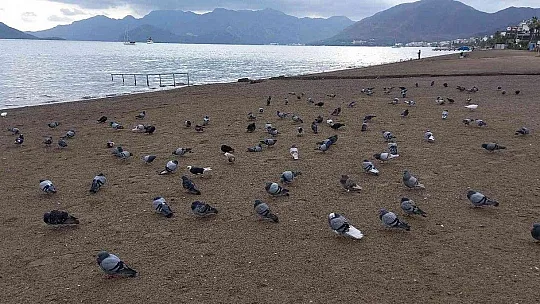 Marmaris'te sahilin keyfini bu defa güvercinler çıkardı