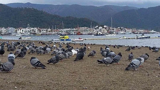 Marmaris'te sahilin keyfini bu defa güvercinler çıkardı