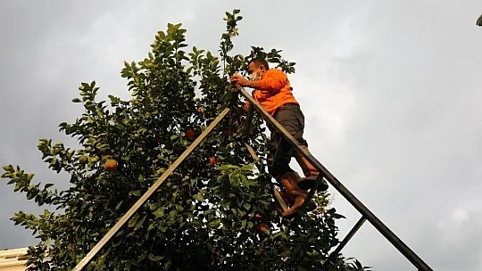 Marmaris'te toplanan turunçlar vatandaşlara dağıtıldı