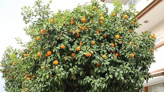 Marmaris'te toplanan turunçlar vatandaşlara dağıtıldı