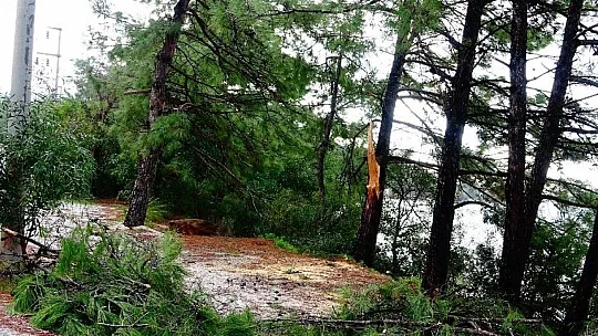 Marmaris'te yağmur ve fırtına ağaçları devirdi