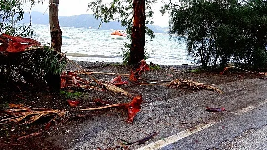 Marmaris'te yağmur ve fırtına ağaçları devirdi