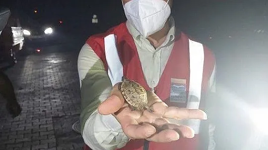 Marmaris'te yangından etkilenen hayvanlar tedavi ediliyor