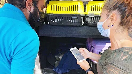 Marmaris'te yaralı yeşil deniz kaplumbağası bulundu