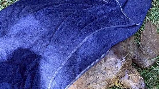 Marmaris'te yaralı yeşil deniz kaplumbağası bulundu