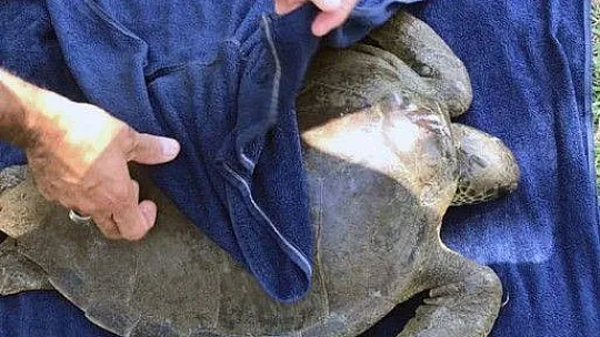 Marmaris'te yaralı yeşil deniz kaplumbağası bulundu