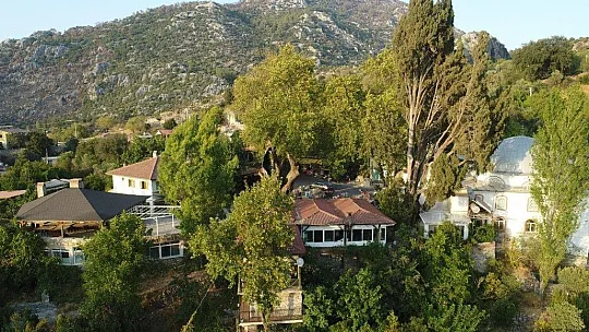 Marmaris'teki 2 bin yıllık ağacın yaraları sarıldı