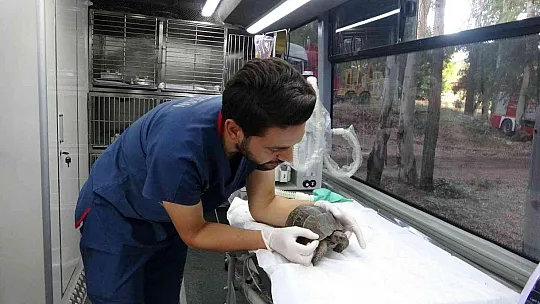 Marmaris'teki yangında dumandan zehirlenen kaplumbağa kurtarıldı