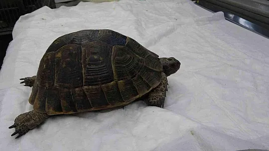 Marmaris'teki yangında dumandan zehirlenen kaplumbağa kurtarıldı