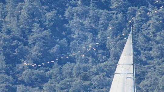 Marmaris'ten Flamingolar geçti