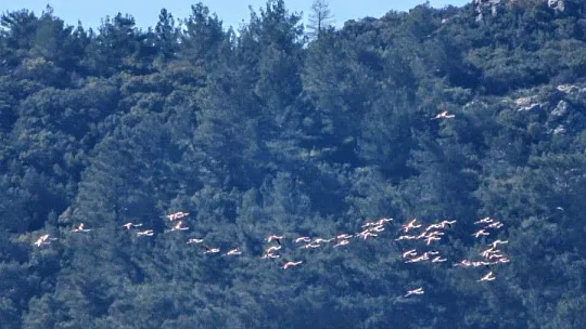 Marmaris'ten Flamingolar geçti