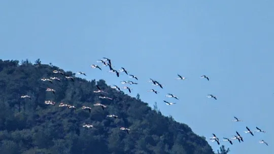 Marmaris'ten Flamingolar geçti