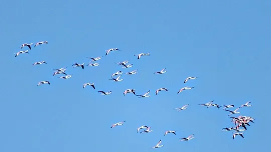 Marmaris'ten Flamingolar geçti