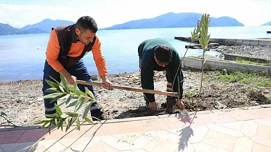 Marmaris Uzunyalı'yı zakkumlar süsleyecek