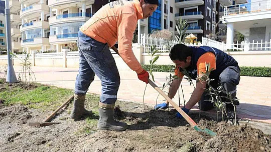 Marmaris Uzunyalı'yı zakkumlar süsleyecek