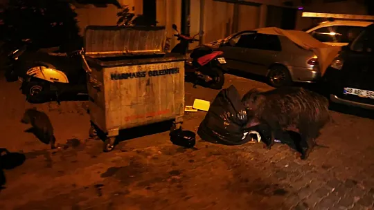 Marmarisliler domuz nöbeti tutuyor