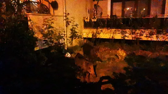 Marmarisliler domuz nöbeti tutuyor