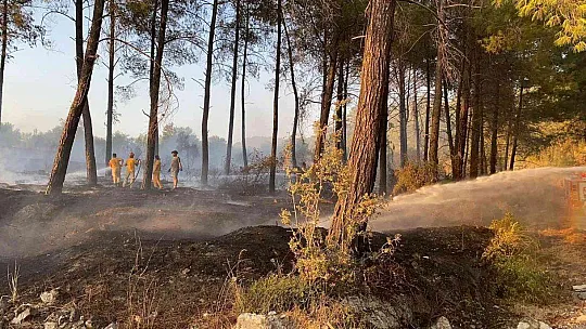 Maytap ile ormanı yaktılar
