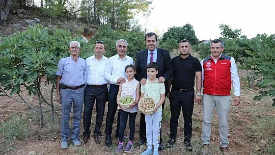 MENDERES HAVZASI'NIN ÜRÜNÜ OLARAK BİLİNEN İNCİR DALAMAN'DA DA ÜRETİLMEYE BAŞLANDI