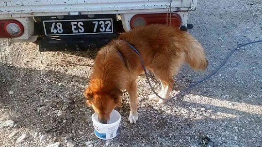 MENTEŞE BELEDİYESİ EKİPLERİ KAYALIKLARDA MAHSUR KALAN KÖPEĞİ KURTARDI
