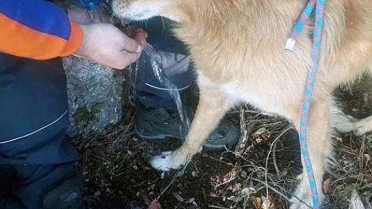 MENTEŞE BELEDİYESİ EKİPLERİ KAYALIKLARDA MAHSUR KALAN KÖPEĞİ KURTARDI