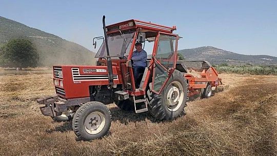 Menteşe'de 'Karakılçık' hasadı başladı