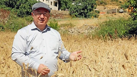Menteşe'de 'Karakılçık' hasadı başladı