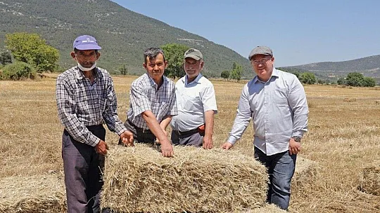 Menteşe'de 'Karakılçık' hasadı başladı