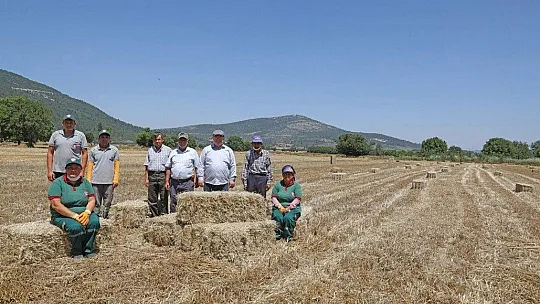 Menteşe'de 'Karakılçık' hasadı başladı