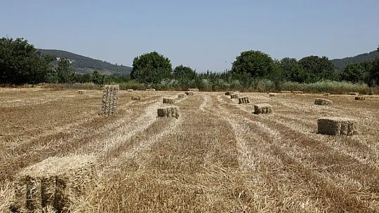Menteşe'de 'Karakılçık' hasadı başladı