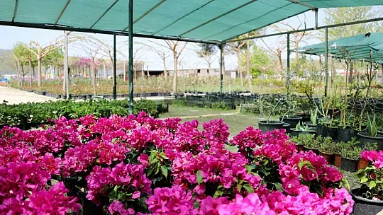Menteşe'de bahar renkleri çiçek açtı