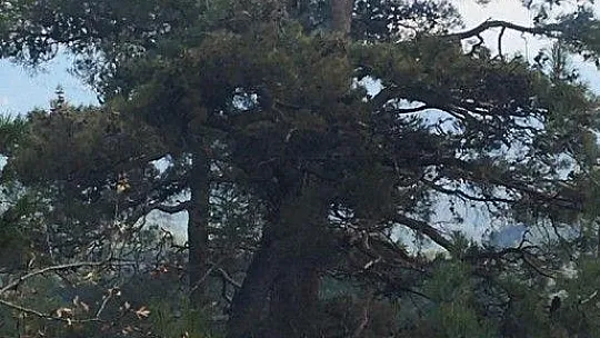 Menteşe'de yıldırım kaynaklı çıkan orman yangını kontrol altına alındı