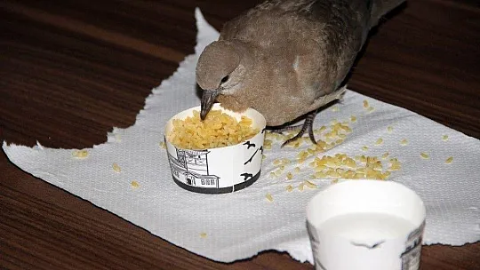 Menteşe Kaymakamlığının 'Paşa'sı