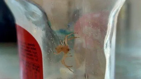 Milas'ta 'İnsan yüzlü örümcek' bulundu