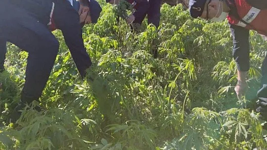 Milas'ta 17 bin 660 kök kenevir ele geçirildi