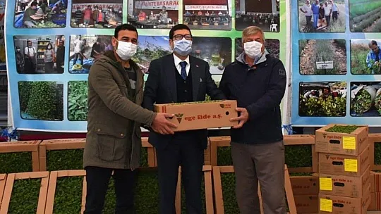 Milas'ta 300 bin ada çayı fidesi dağıtıldı