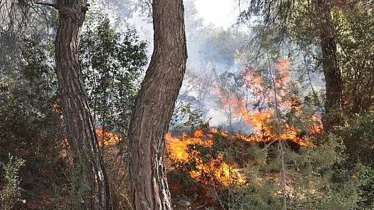 Milas'ta aynı noktayı aynı gün 6 kez yaktılar