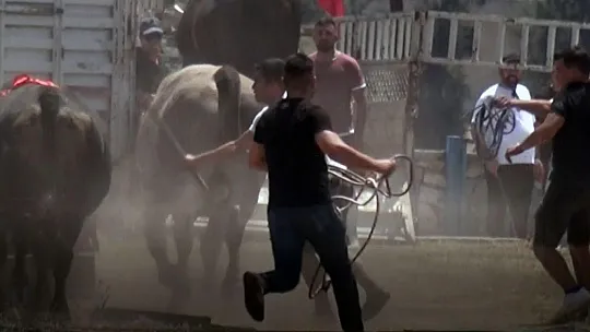 Milas'ta boğa güreşleri nefes kesti