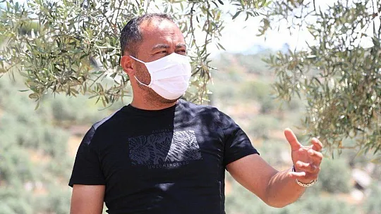 Milas'ta çiftçilere 'zeytin sineği ve halkalı leke' uyarısı