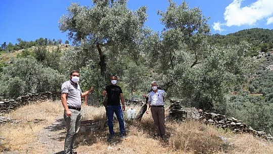 Milas'ta çiftçilere 'zeytin sineği ve halkalı leke' uyarısı