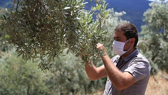Milas'ta çiftçilere 'zeytin sineği ve halkalı leke' uyarısı